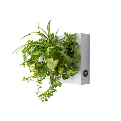 Ortisgreen HOH, Indoor and Outdoor Wall Mount Hanging Multi Plant Pot In White (ABS Plastic) with Natural Substrate and Instruction Included, Hanging