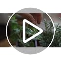 Herbal Age Grow Your Own Herb Garden Kit, 12 Herbs Plants, 8700 Herb Seed Box for Planting UK, Salad Leaves, Basil Seeds, Mint, Cress Seeds, Veg Plant Gardening Gift for Men, Women, Kids