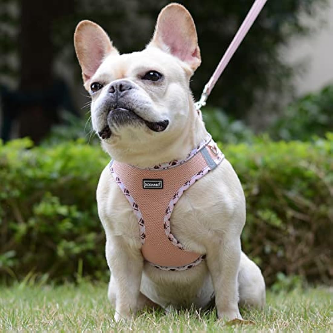 DORAMIO Step-in Dog Harness and Leash Set, Soft Mesh No-Chock Reflective Breathable Easy Walk Lightweight Vest Harnesses with Safety Buckle for Small Dogs, Cats, Puppies (Champagne, XL)