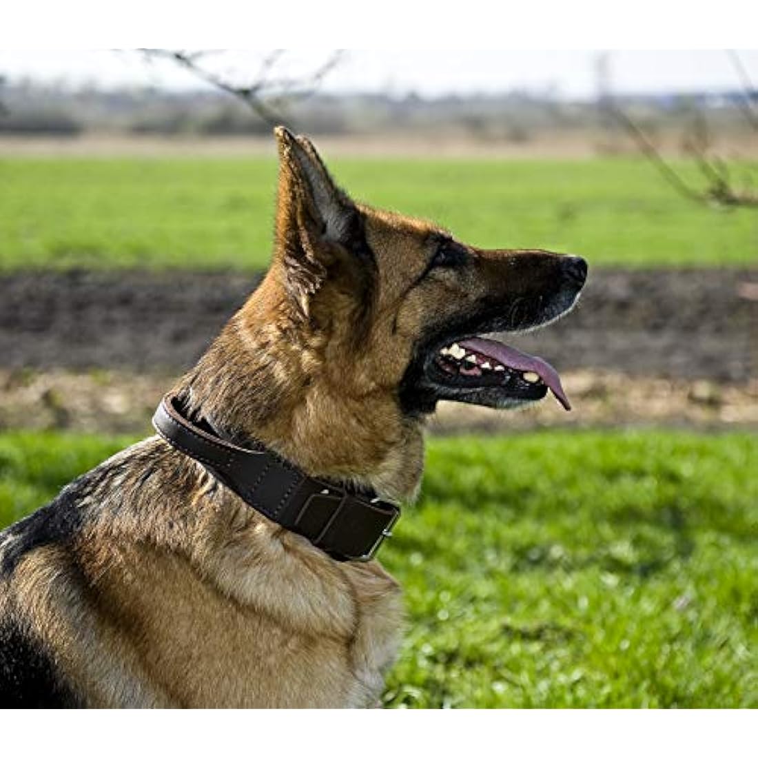 Dingo Brown Collar with a Handle Handmade of Soft Leather Especially for Guard Shepherd Breeds 13106