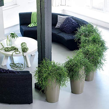 Lechuza RONDO 32 Self Watering Planter Large Plastic Indoor and Outdoor Plant Pot with Drainage Hole D40 H75 cm Black High-Gloss