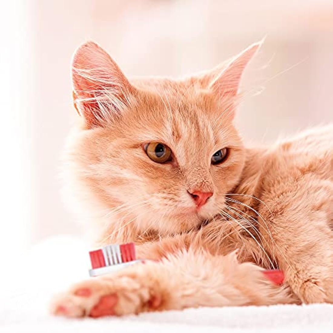 Beaphar | Toothbrush & Toothpaste Dental Care Kit | for Dogs & Cats | Includes A Double-Ended Toothbrush & Liver-Flavoured Enzymatic Toothpaste, 100g Tube, 2 Count (Pack of 1)
