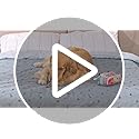 Washable Pee Pads for Dogs, 2Pack Puppy Pads Washable,Absorbent Reusable Whelping Pads Non-Slip Dog Mats with Bone Print for Floor Protector, Couch Cover, Crate, Potty Training -122x122CM