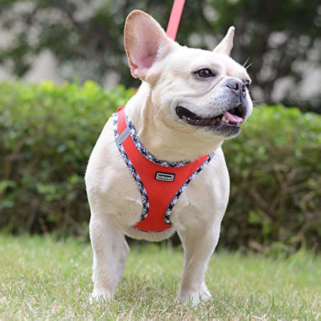 DORAMIO Step-in Dog Harness and Leash Set, Soft Mesh No-Chock Reflective Breathable Easy Walk Lightweight Vest Harnesses with Safety Buckle for Small Dogs, Cats, Puppies (Red, XL)