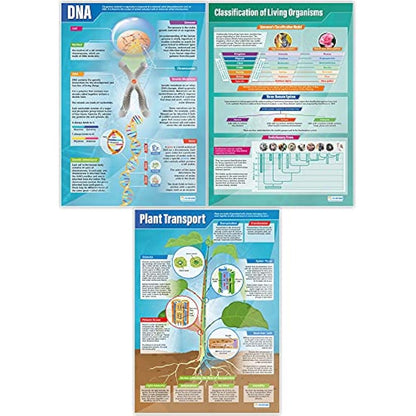 Daydream Education Biology Posters - Set of 13 | Science Posters | Gloss Paper measuring 850mm x 594mm (A1) | Science Charts for the Classroom | Education Charts