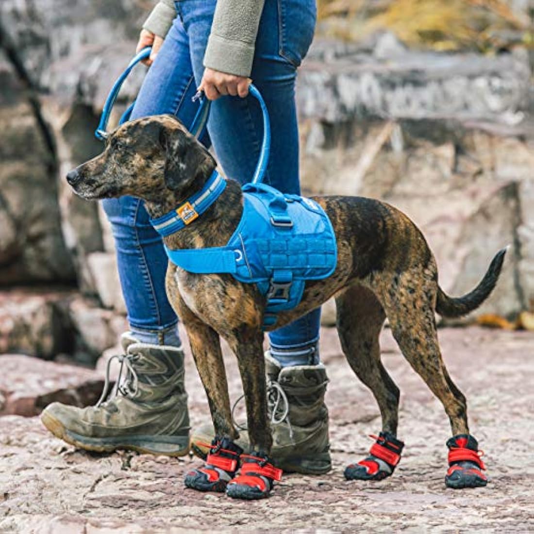 Kurgo RSG Dog Townie Harness, Easy On/Off Dog Hiking Harness, Adjustable, MOLLE Compatible, Extra Large-Coastal Blue