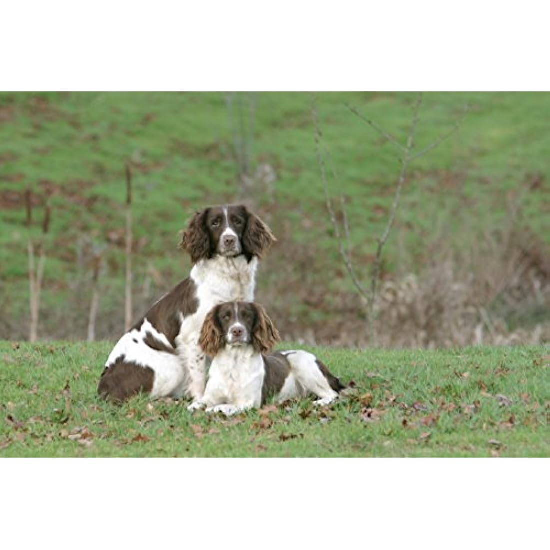 Skinner’s Field & Trial Chicken & Rice – Complete Dry Adult Dog Food, Sensitive, Gentle Digestion, 15kg