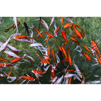 Pettex Premium Orange Koi Sticks 5 kg