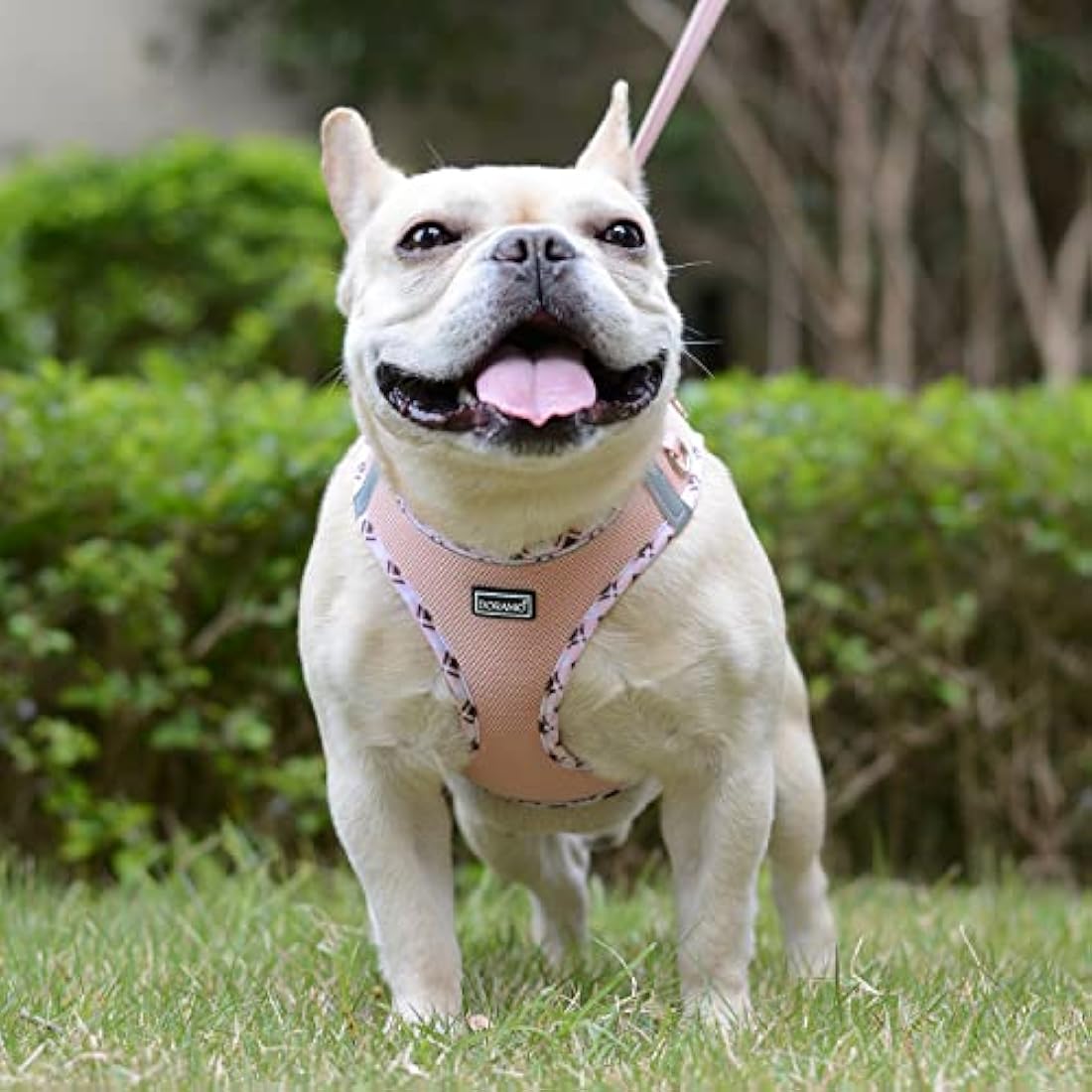 DORAMIO Step-in Dog Harness and Leash Set, Soft Mesh No-Chock Reflective Breathable Easy Walk Lightweight Vest Harnesses with Safety Buckle for Small Dogs, Cats, Puppies (Champagne, S)