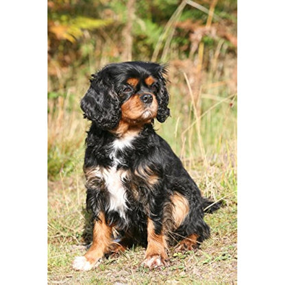 Skinner's - Ruff and Ready (15kg)