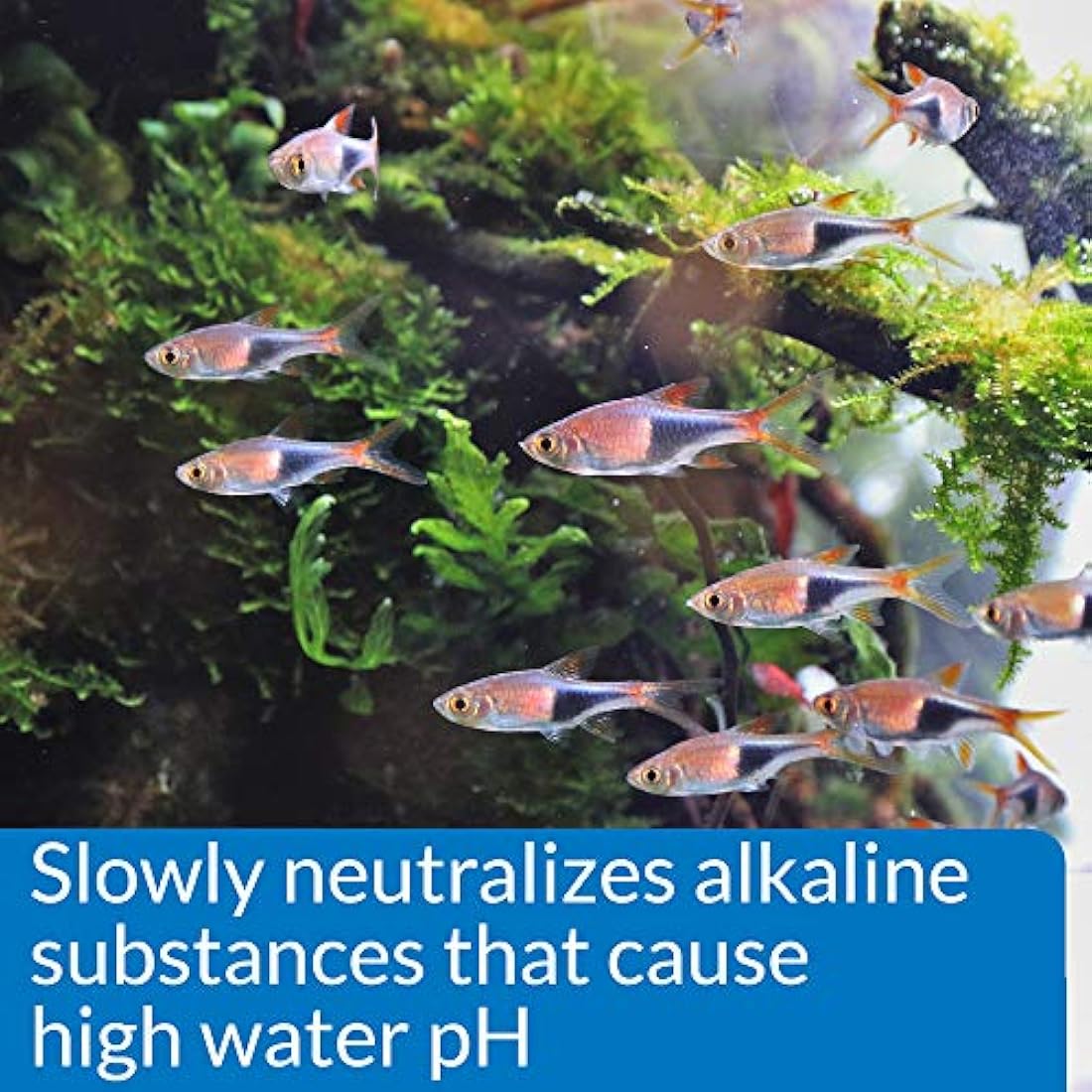 API pH DOWN Freshwater Aquarium Water pH Reducing Solution 118 ml Bottle