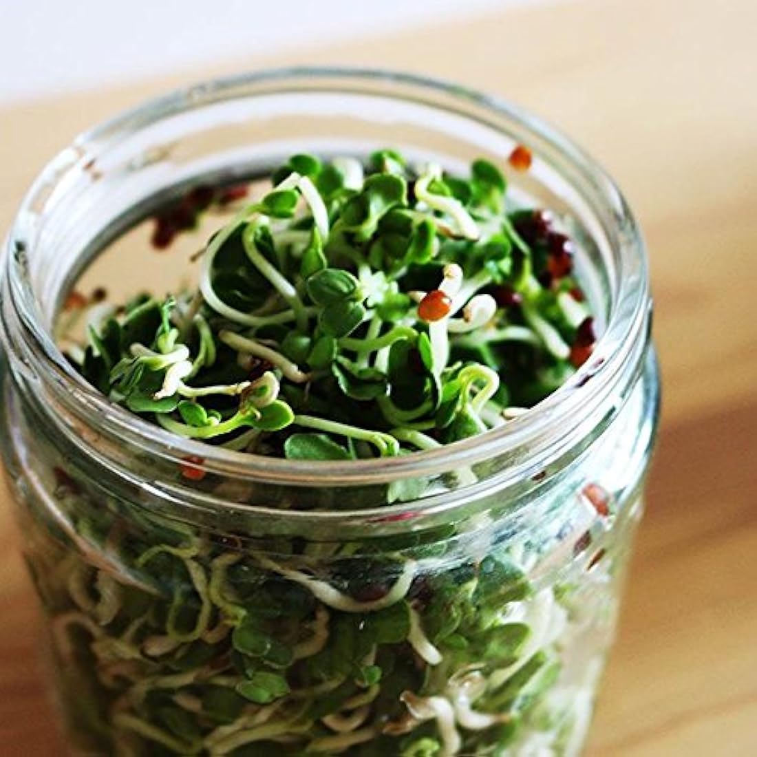 Natures Root Organic Broccoli Sprouting Seeds 1kg - Superfood | Non GMO | Microgreen Sprouts