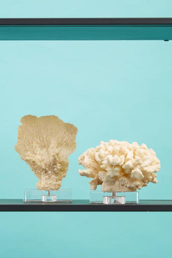 Boho Small White Coral Decor