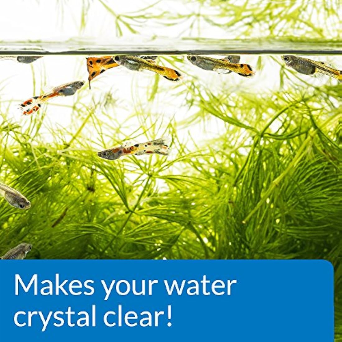 API ACCU-CLEAR Freshwater Aquarium Water Clarifier 37 ml Bottle