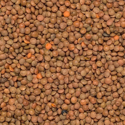Wholefood Earth Organic Brown Lentils 3kg GMO Free | Vegan | High Fibre | High Protein | Certified Organic