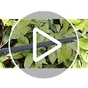 50M Drip Hose Set, Soaker Hose Set, Porous Pipe Leaky Pipe, Garden Hose for Watering, Gardens, Lawn, Patios, Black