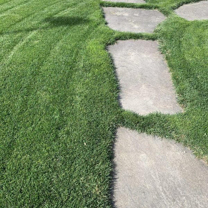 R&R SHOP - Seeds for Lawn, Perennial Ryegrass, Fast and Long-Lasting Growth (5Kg - 200mq)