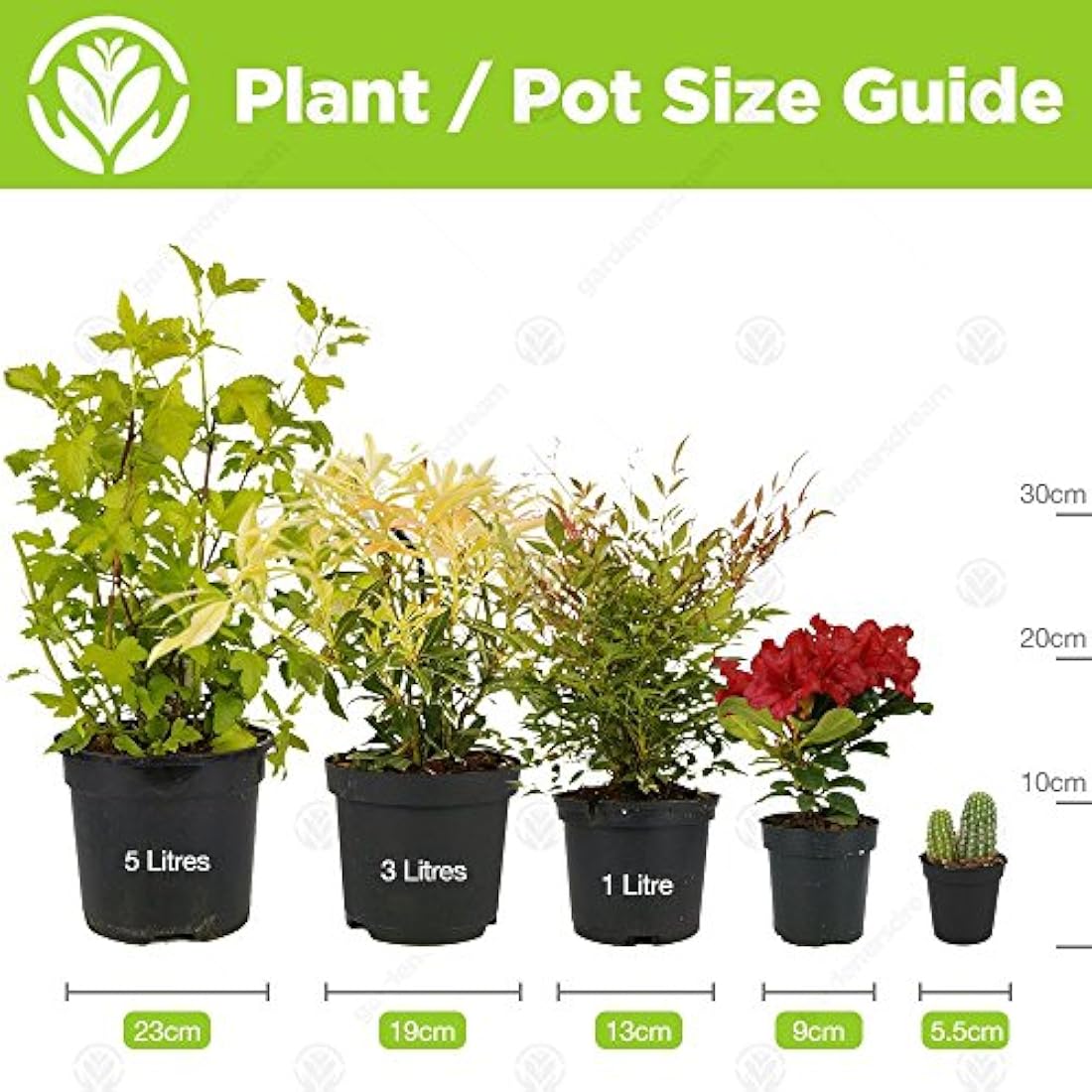GardenersDream 20 Succulent Plants - Real Indoor Plants for Desks, Shelves, and Windowsills - Healthy and Lively Air Purifying Plant - Great Gifts for Plant Lovers (5–25 cm)