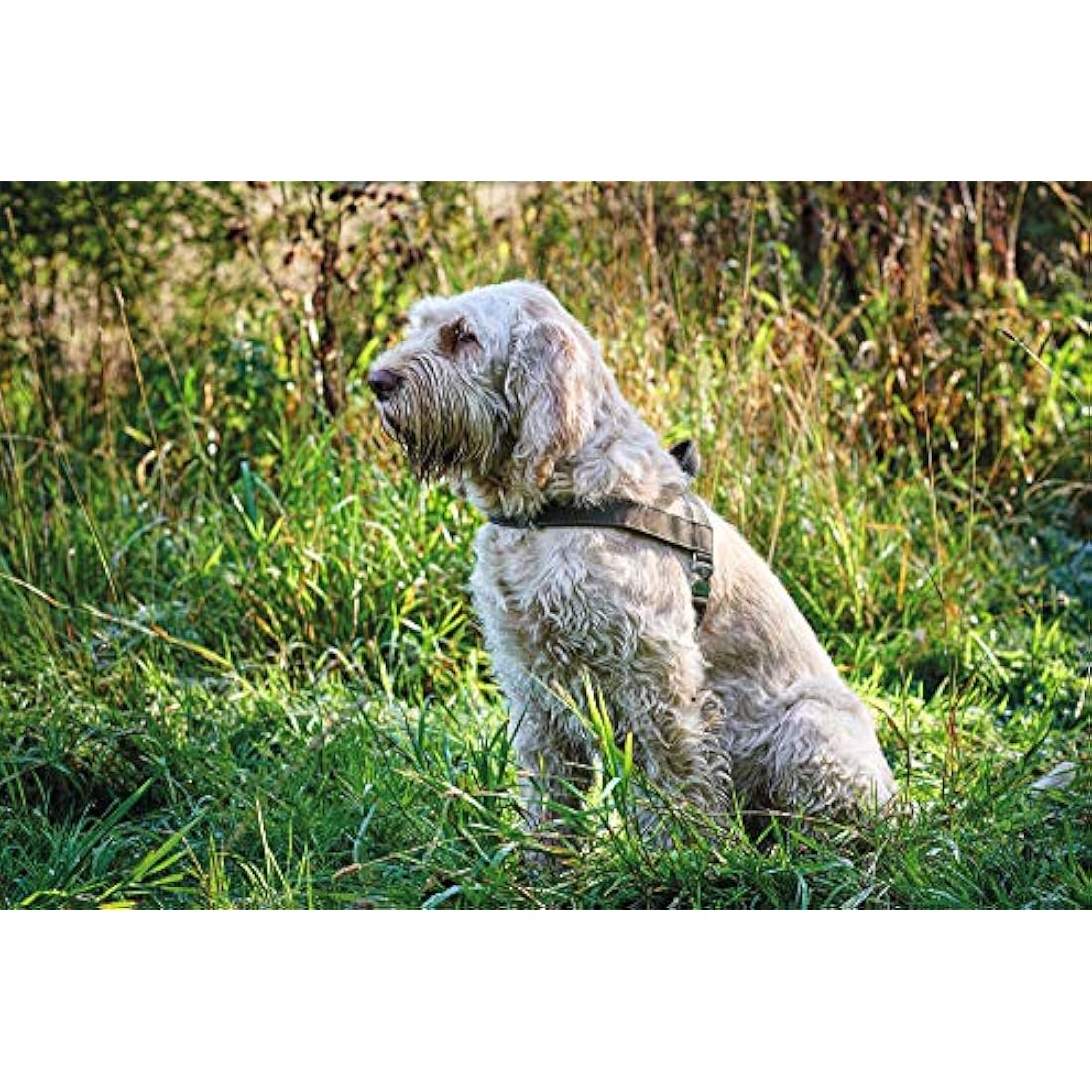 Hunter Norwegian harness for Dogs Hunting, 45 x 58-79 cm, Black