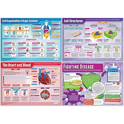 Daydream Education Biology Posters - Set of 13 | Science Posters | Gloss Paper measuring 850mm x 594mm (A1) | Science Charts for the Classroom | Education Charts