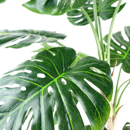 150cm (5ft) Luxury Monstera Plant Black Pot Silver Metal Planter