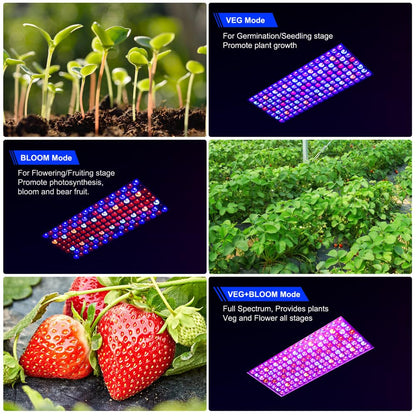 2024 Newest BW2000 LED Grow Lights Double Chips Full Spectrum with 3-Metre Cable for Greenhouse and Indoor Plant Veg and Flower Growing[White]