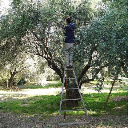Odysea Greek Extra Virgin Olive Oil PGI Chania, 3 l (Pack of 1)