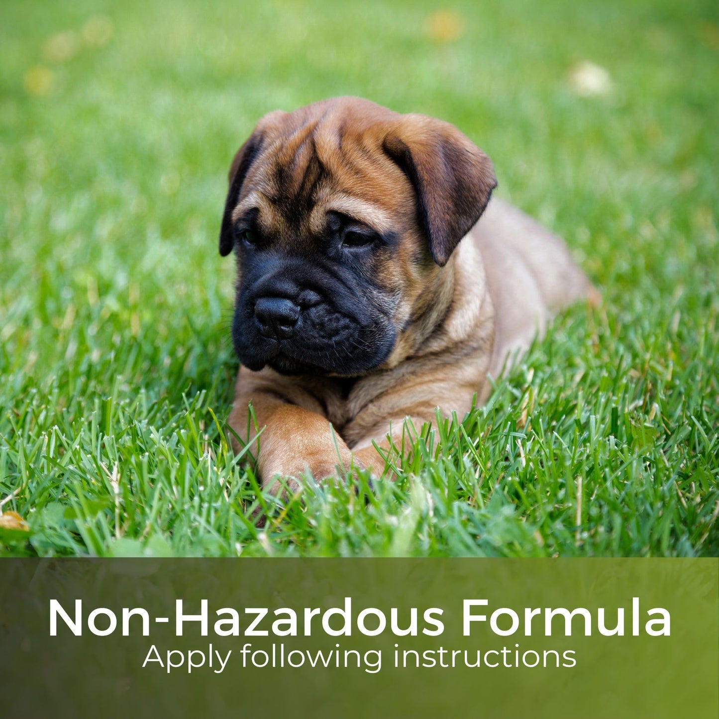 Dark Green Lawn Fertiliser - Autumn/Winter Grass Feed - Fast Acting & Long Lasting - Safe for Gardens - Child and Pet Friendly Turf Thickener - Garden
