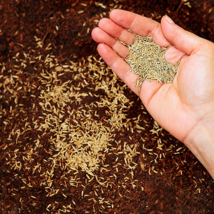 R&R SHOP - Seeds for Lawn, Perennial Ryegrass, Fast and Long-Lasting Growth (5Kg - 200mq)