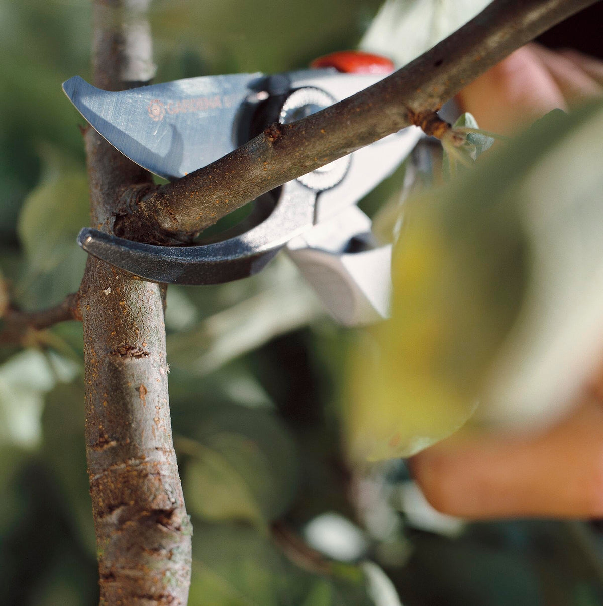 Gardena Premium Secateurs B+/L: Premium Bypass Branch Pruner for Thick Branches and Twigs, Robust Aluminium Grips, Replaceable Blade, Maximum Cutting
