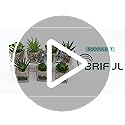 Briful Artificial Succulents Fake Succulent Plants, Set of 4 Small Fake Plants in Square Glass Pots Artificial Indoor Plants for Bathroom Bedroom Kitchen Home Decor