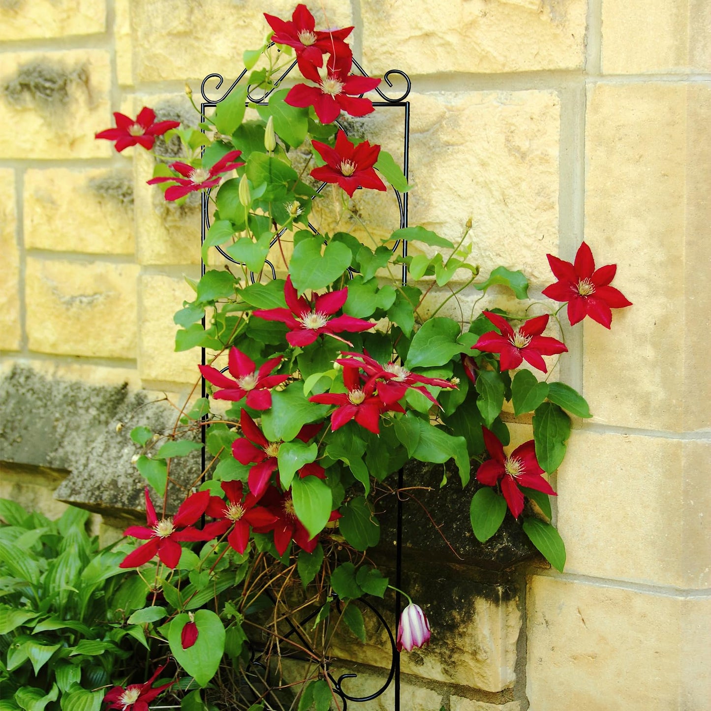 Thealyn Garden Trellis 4 Pack 123 cm.H x 31 cm.W Metal Plant Climbing Trellis Suitable for Potted Plants Indoor and Outdoor Climbing Plants Flower Ivy