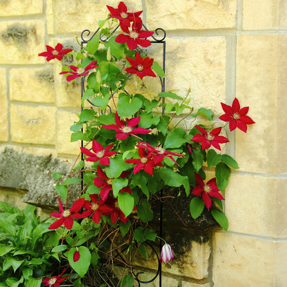 Thealyn Garden Trellis 4 Pack 123 cm.H x 31 cm.W Metal Plant Climbing Trellis Suitable for Potted Plants Indoor and Outdoor Climbing Plants Flower Ivy