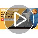 Defender Bird Spikes | Gutter Spikes Pack for Seagulls & Pigeons | Install Guide | 3 Metre