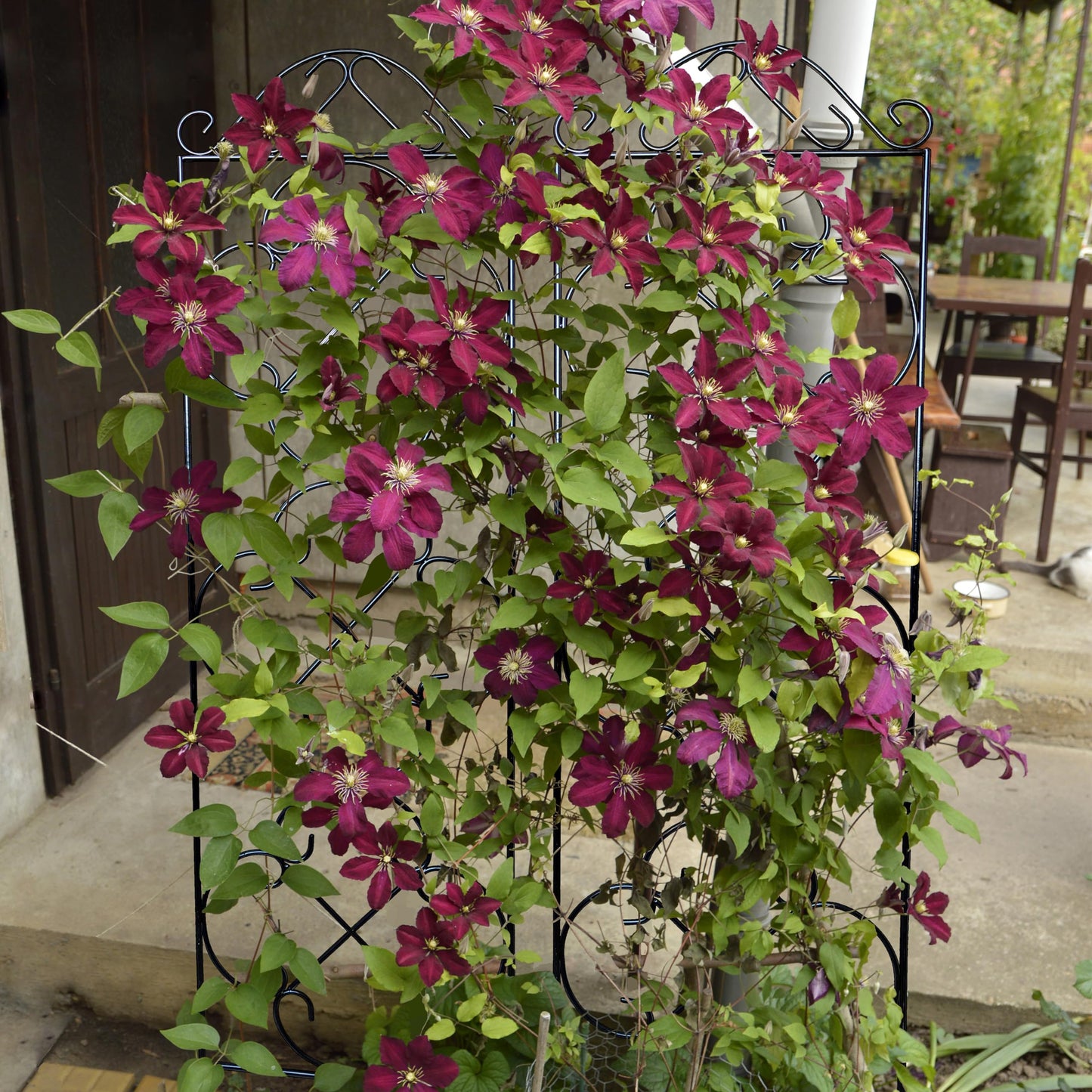 Thealyn Garden Trellis 4 Pack 123 cm.H x 31 cm.W Metal Plant Climbing Trellis Suitable for Potted Plants Indoor and Outdoor Climbing Plants Flower Ivy