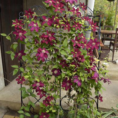 Thealyn Garden Trellis 4 Pack 123 cm.H x 31 cm.W Metal Plant Climbing Trellis Suitable for Potted Plants Indoor and Outdoor Climbing Plants Flower Ivy