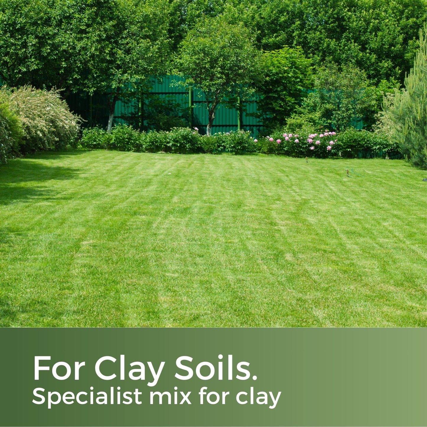 Clay King - Grass Seed for Clay Soil UK - Deep Rooting for Clay Lawns and New Builds - 5kg - Garden Lawncare Guy