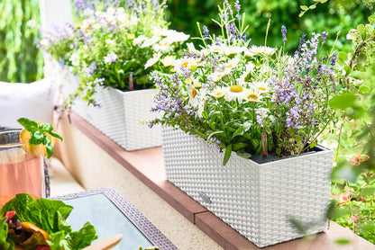 Lechuza BALCONERA Cottage 50 Self Watering Planter Plastic Indoor/Outdoor Flower Rattan Look Plant Pot Table and Window Box with Drainage Hole H19 L50