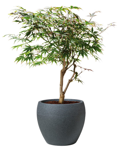 Scheurich Lineo Planter 47cm