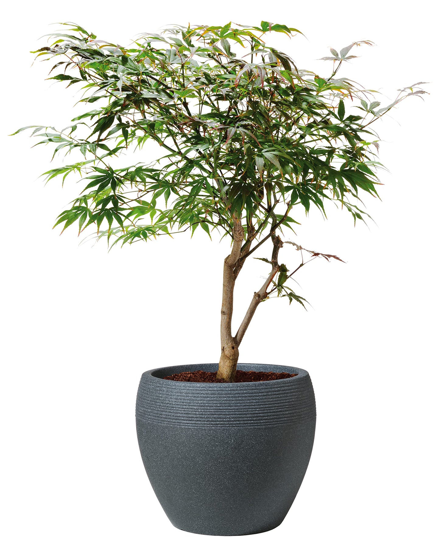 Scheurich Plant Pot, Black Granit, ? 40 cm, H?he 33 cm