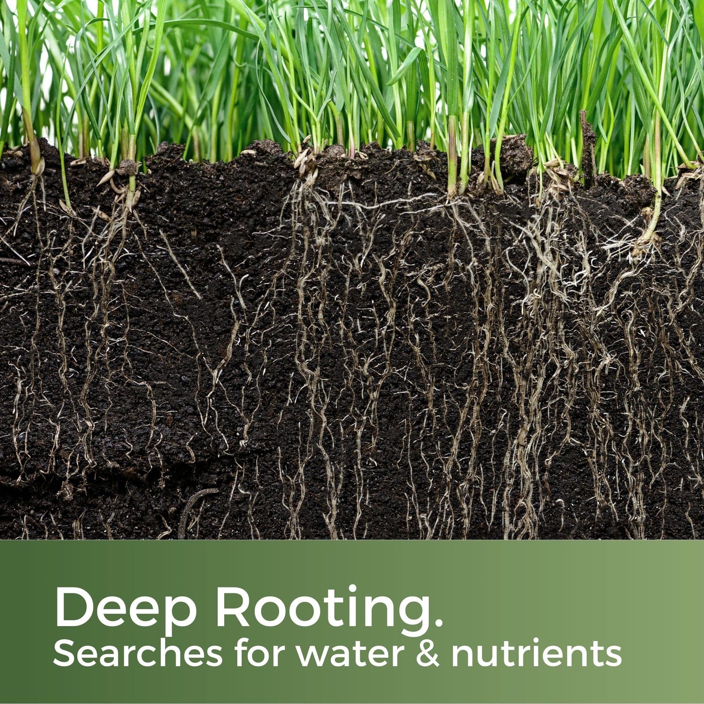 Clay King - Grass Seed for Clay Soil UK - Deep Rooting for Clay Lawns and New Builds - 5kg - Garden Lawncare Guy