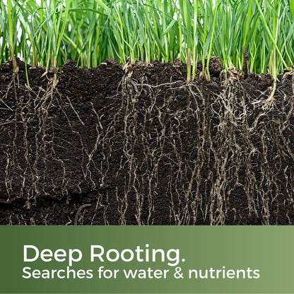 Clay King - Grass Seed for Clay Soil UK - Deep Rooting for Clay Lawns and New Builds - 5kg - Garden Lawncare Guy