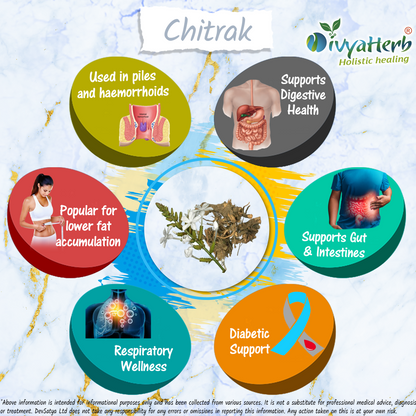 DivyaHerb Chitrak Root Powder 100 gram - Daily Wellness Support