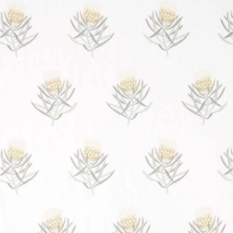 Protea Flower