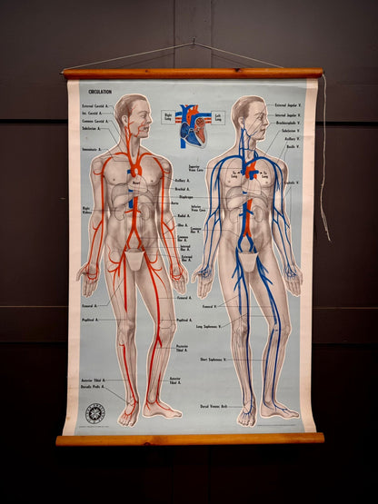 Vintage St John Ambulance Circulation Chart Soman-Wherry Norwich c.1950s