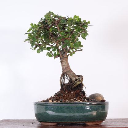 Chinese Elm (Ulmus Parvifolia) Bonsai Tree | Broom | In 16cm Pot | Great Gift