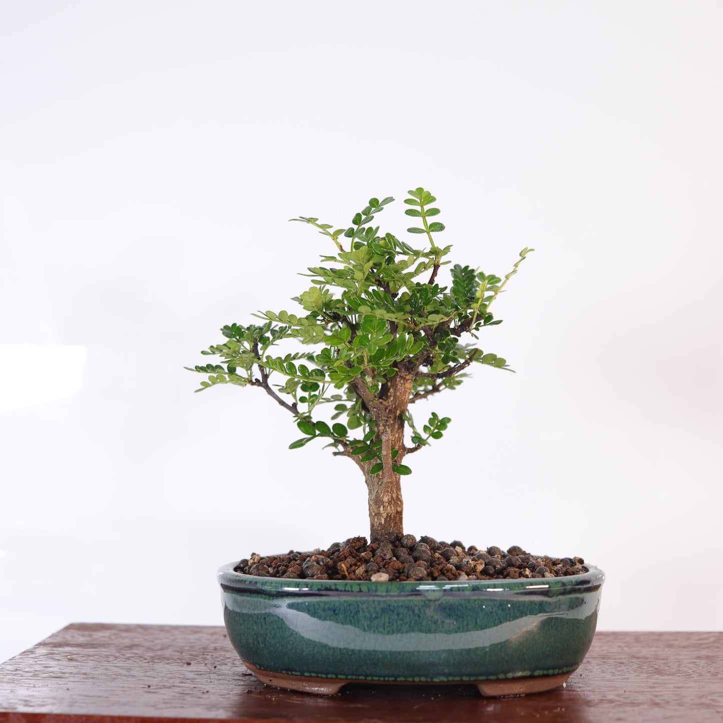 Chinese Pepper (Zanthoxylum Pipertum) Bonsai Tree | Broom | In 16cm Pot | Excellent Gift