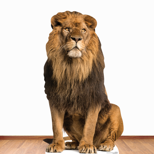 SC1438 Adult Male Lion Sitting Cardboard Cut Out Height 155cm