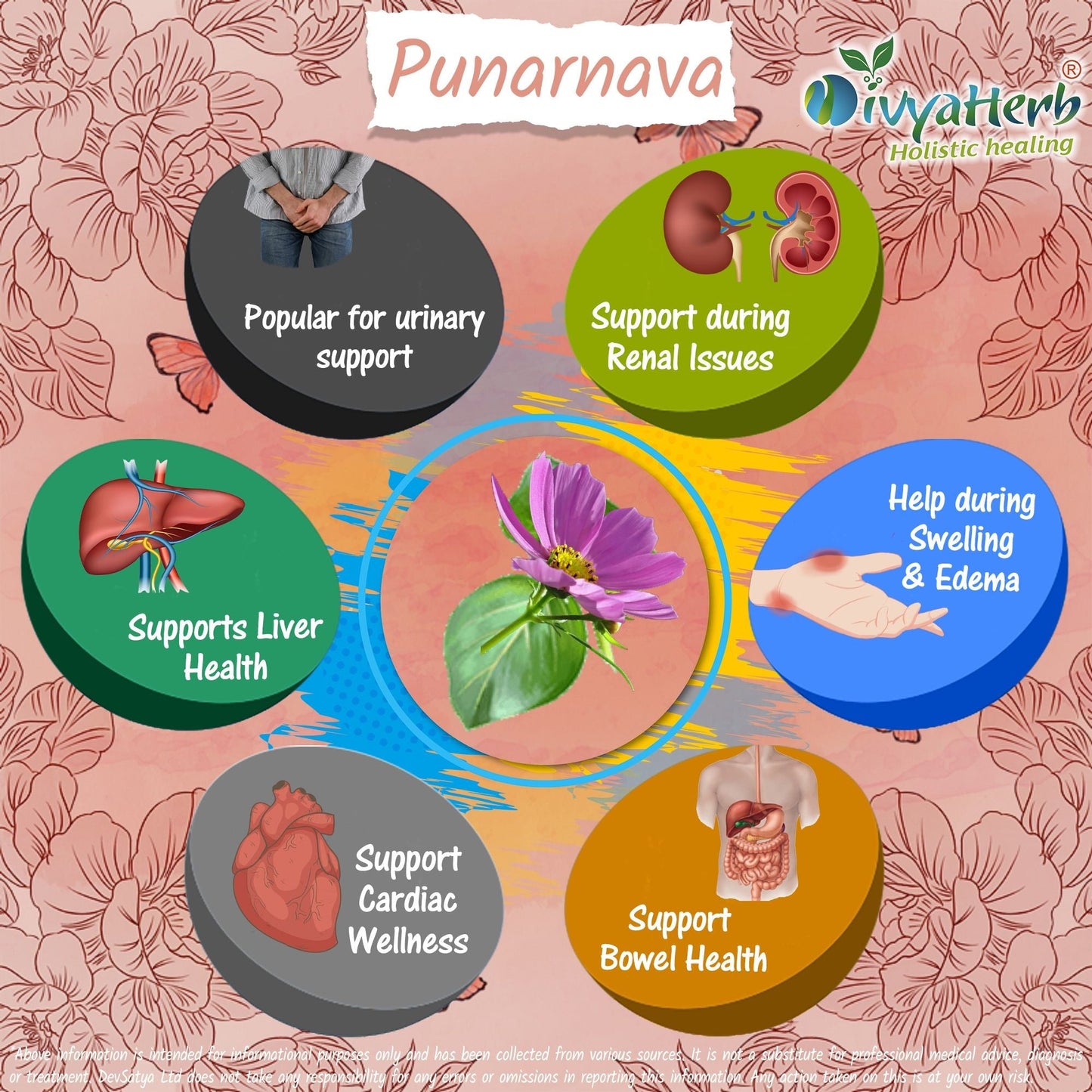 DivyaHerb Punarnava Powder 100 gram - Daily Wellness Support