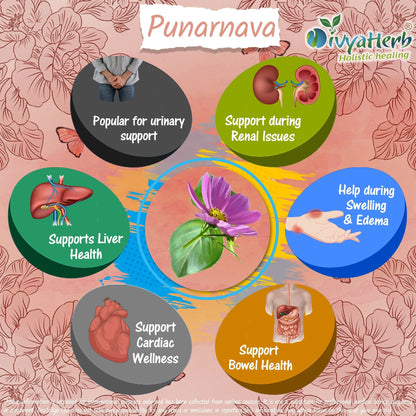 DivyaHerb Punarnava Powder 100 gram - Daily Wellness Support